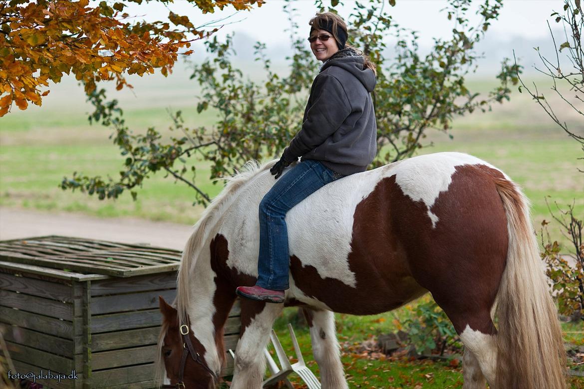 Irish Cob Lady O´Shye Light (Blondie)(Himmelhest) billede 11