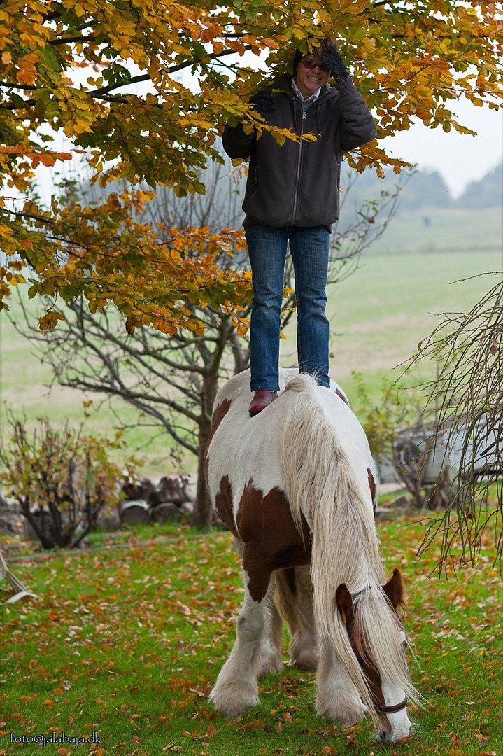 Irish Cob Lady O´Shye Light (Blondie)(Himmelhest) billede 12