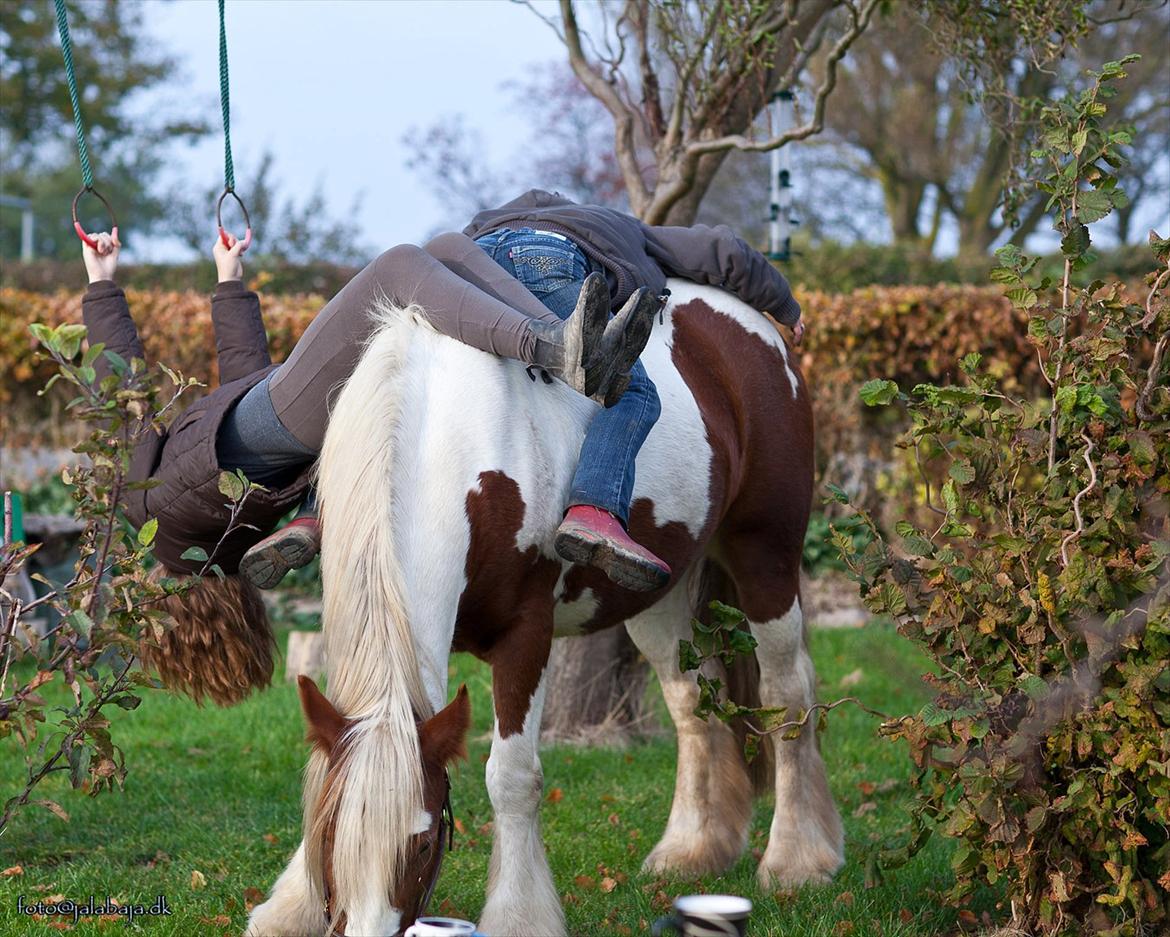 Irish Cob Lady O´Shye Light (Blondie)(Himmelhest) billede 13