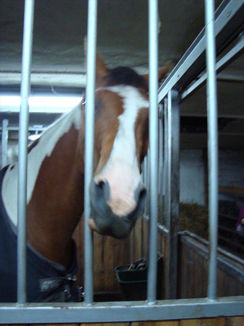 Pinto miss beauty - skøre pony :) billede 17