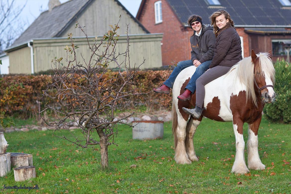 Irish Cob Lady O´Shye Light (Blondie)(Himmelhest) billede 15