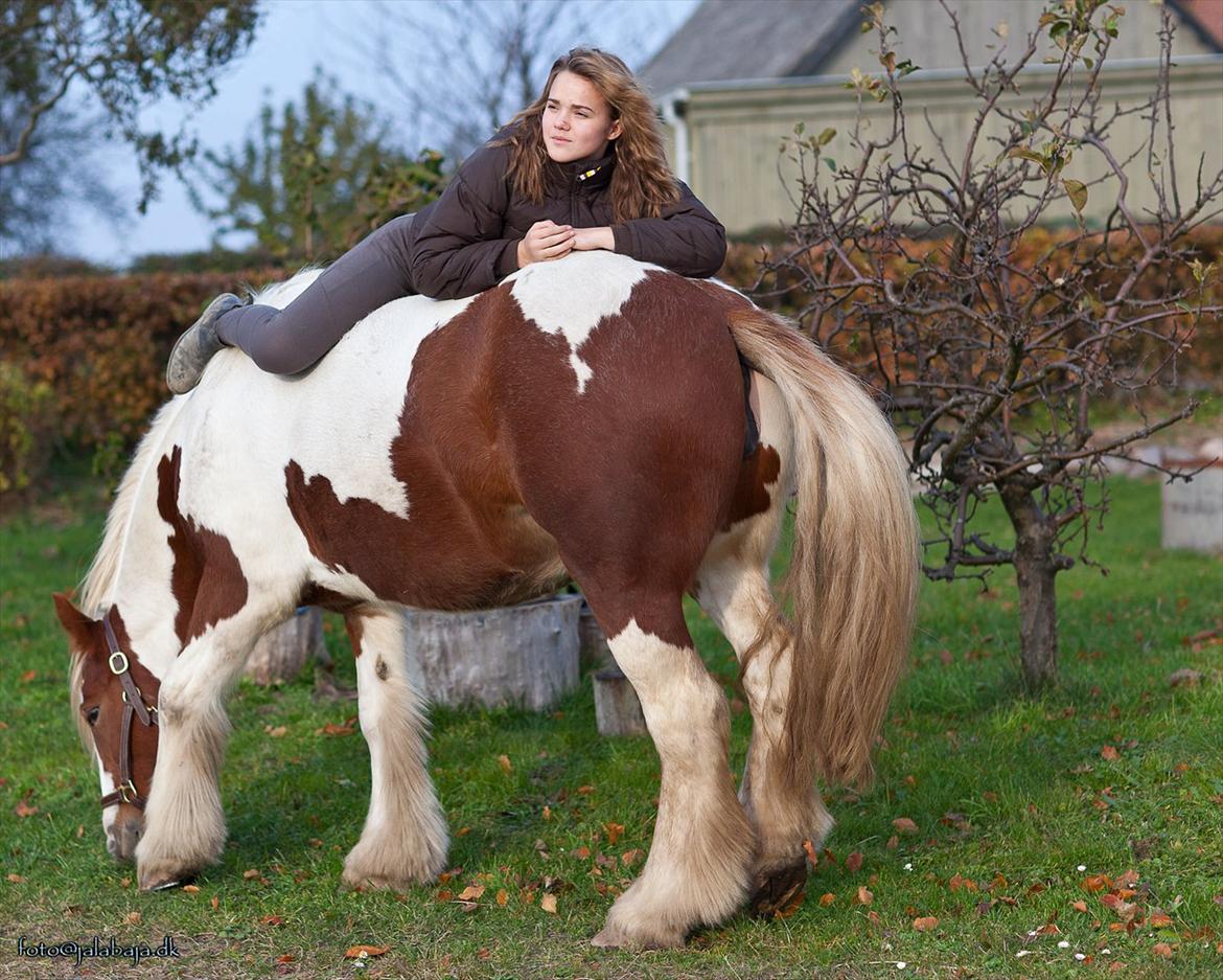 Irish Cob Lady O´Shye Light (Blondie)(Himmelhest) billede 16