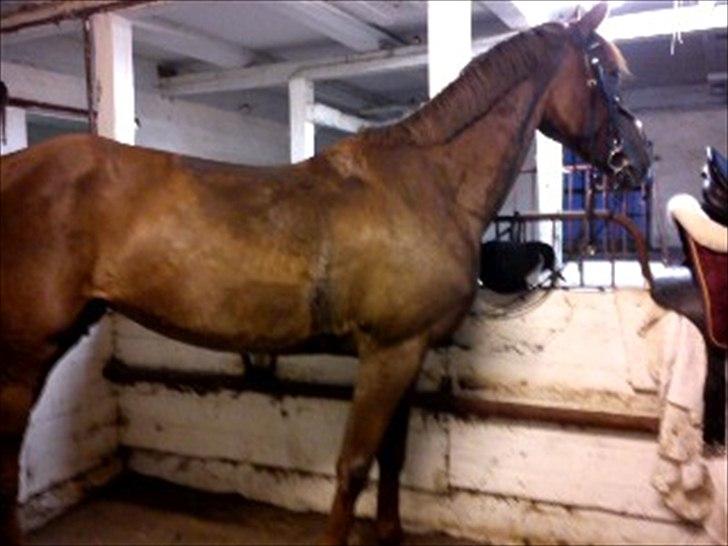 Traver Rabiega Rouge *Savnet* billede 4