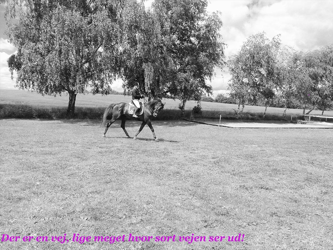 Traver Rabiega Rouge *Savnet* billede 6