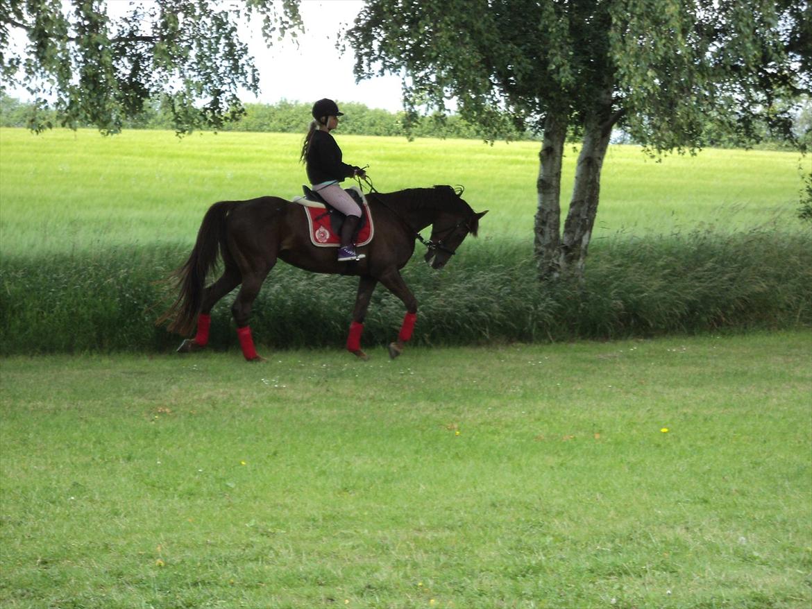 Traver Rabiega Rouge *Savnet* billede 7