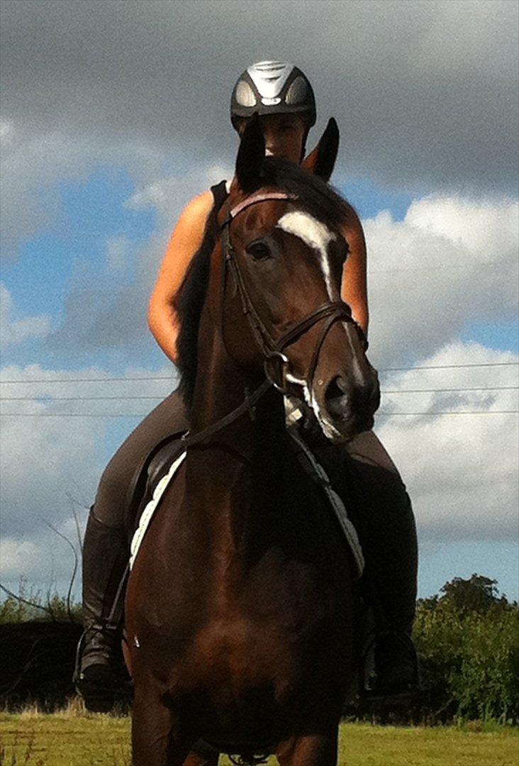 Fuldblod (XX) Pureline billede 1