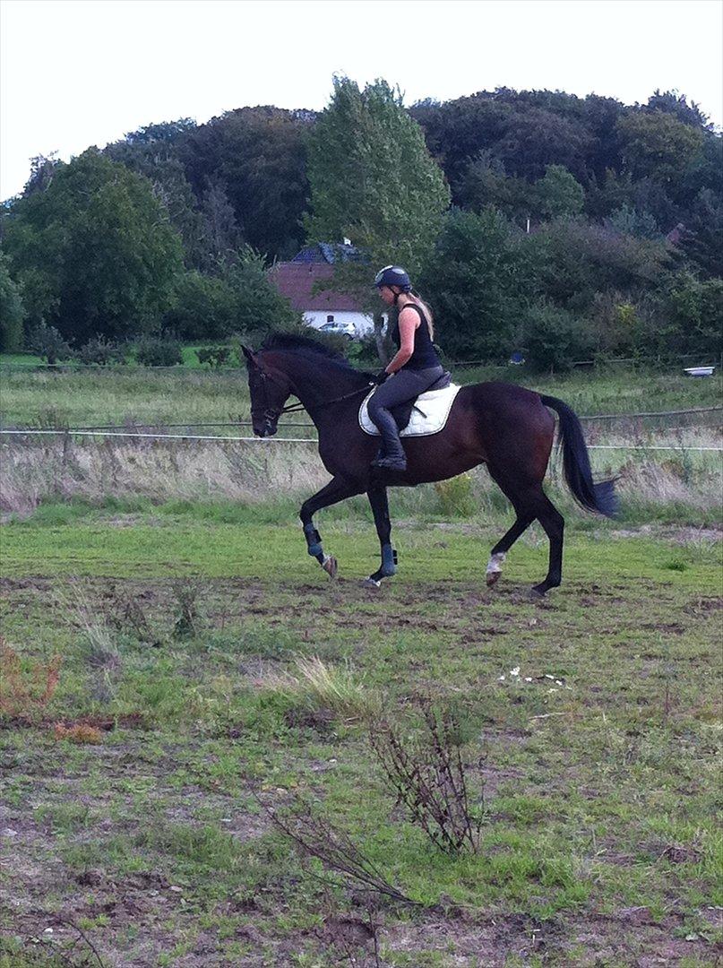 Fuldblod (XX) Pureline billede 2