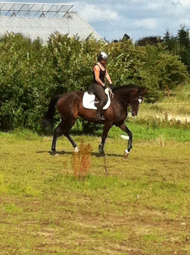 Fuldblod (XX) Pureline billede 3