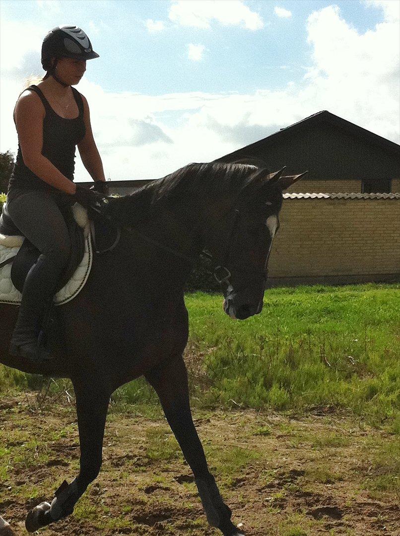 Fuldblod (XX) Pureline billede 4