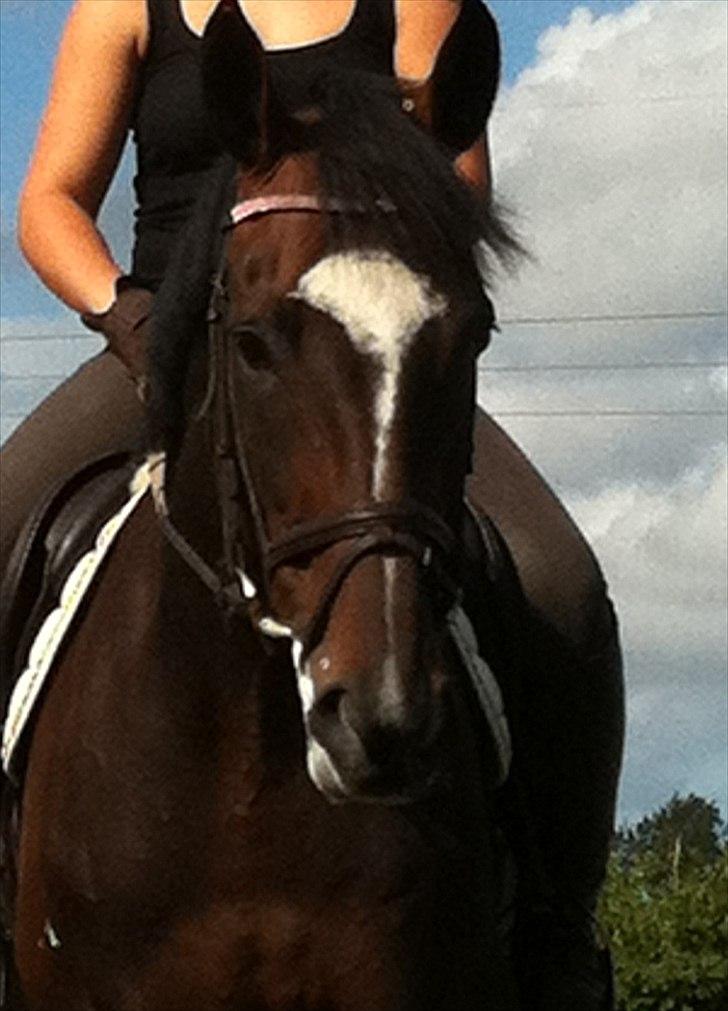 Fuldblod (XX) Pureline billede 5