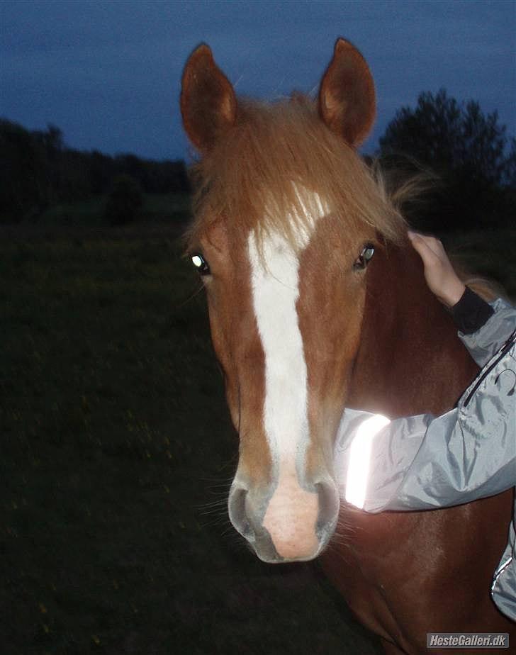 Anden særlig race Kjelstrups Shadow :) - kamera!!:b billede 25