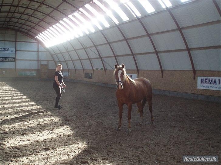 Anden særlig race Kjelstrups Shadow :) - vil eger i ridehuset, men shadow har fået øje på fotografen ! :) billede 7