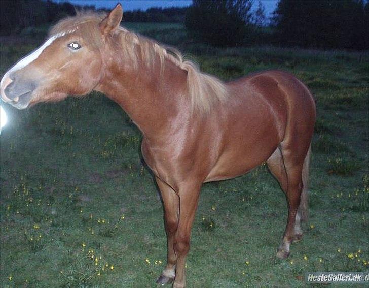 Anden særlig race Kjelstrups Shadow :) - jeg vil også være med nå! :P billede 13