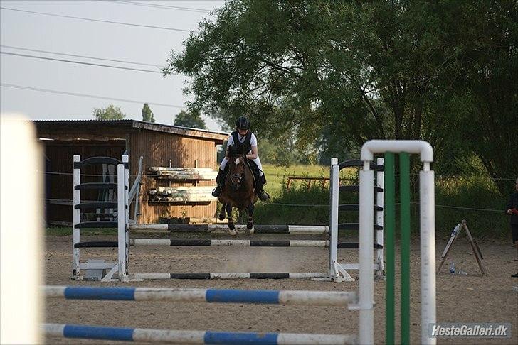 Hollandsk Sportspony Mars Marshall - Marshall og jeg på SAS :-) billede 14