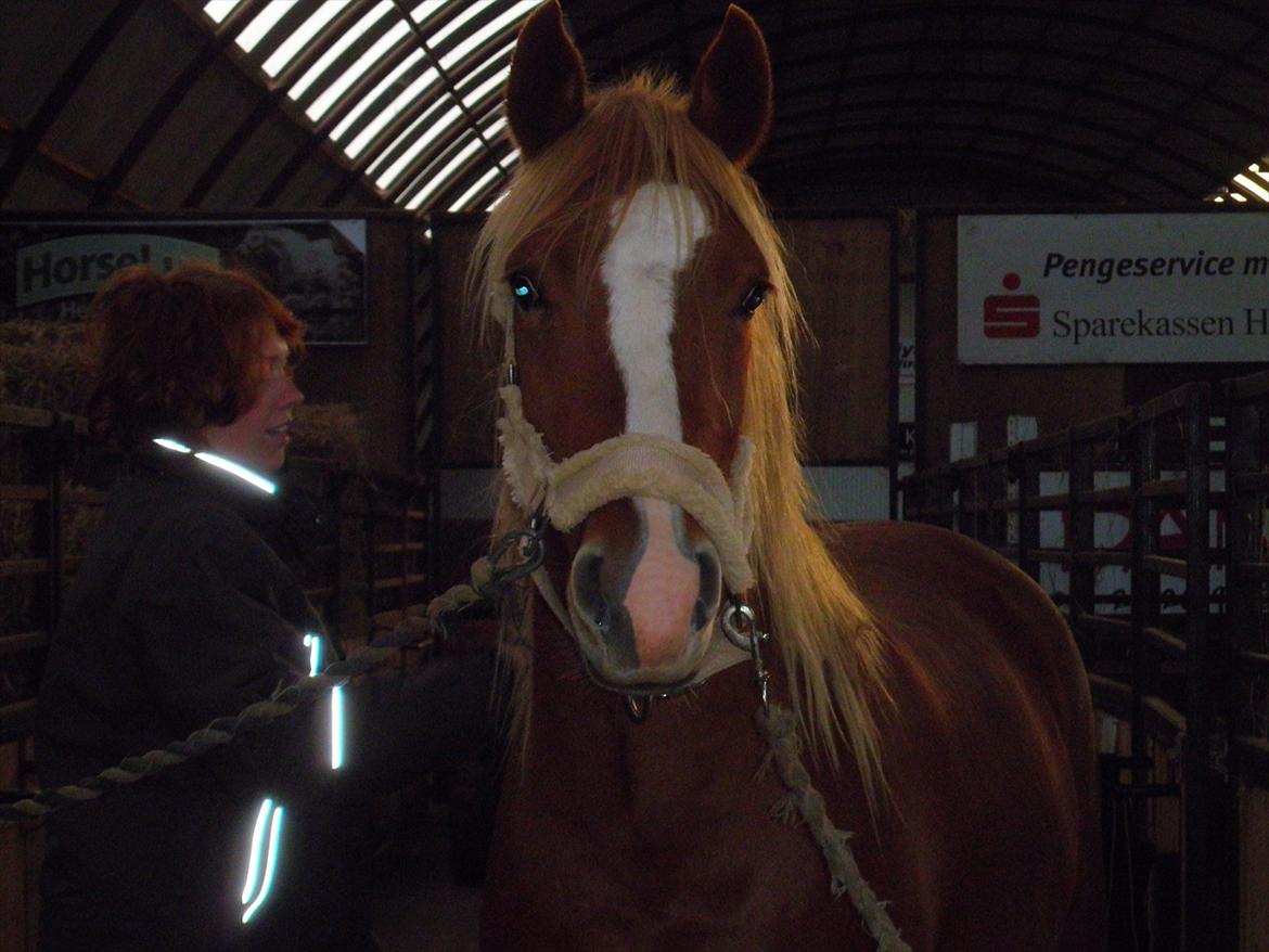Anden særlig race Kjelstrups Shadow :) - en lækker dreng! :) billede 22