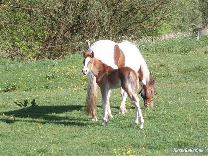 Anden særlig race Kjelstrups Shadow :) - som lille sød føllebasse <3 billede 24