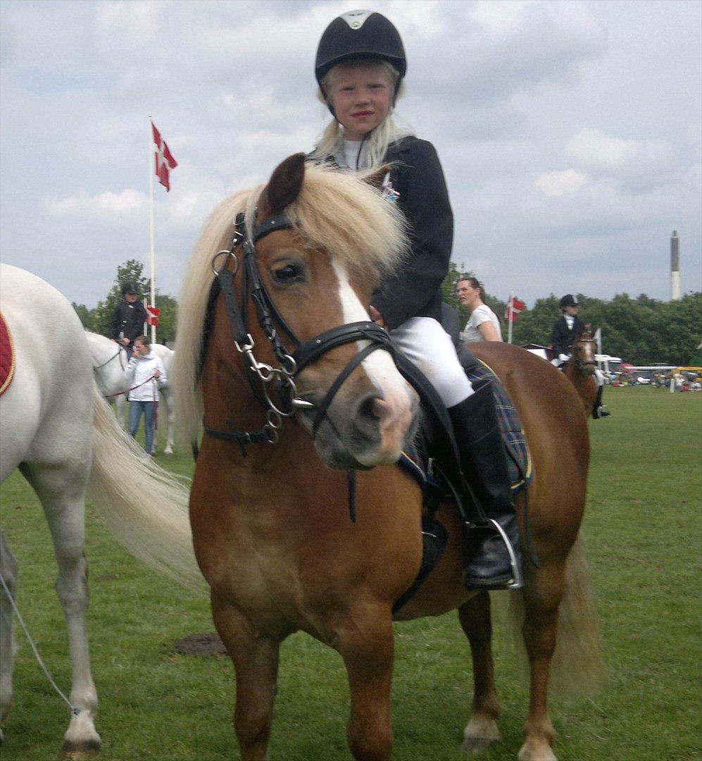 Anden særlig race kasper - dyrskue 2011 billede 18