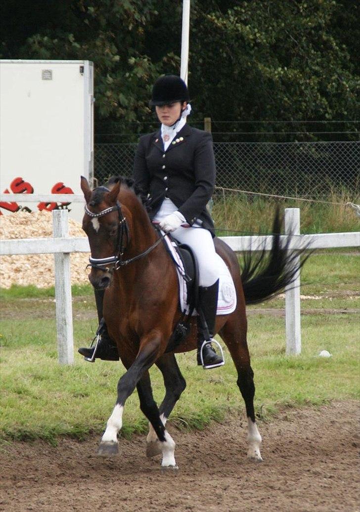 Hollandsk Sportspony Coelenhage's Purioso A-PONY - Landsstævne i Frederikshavn. billede 18