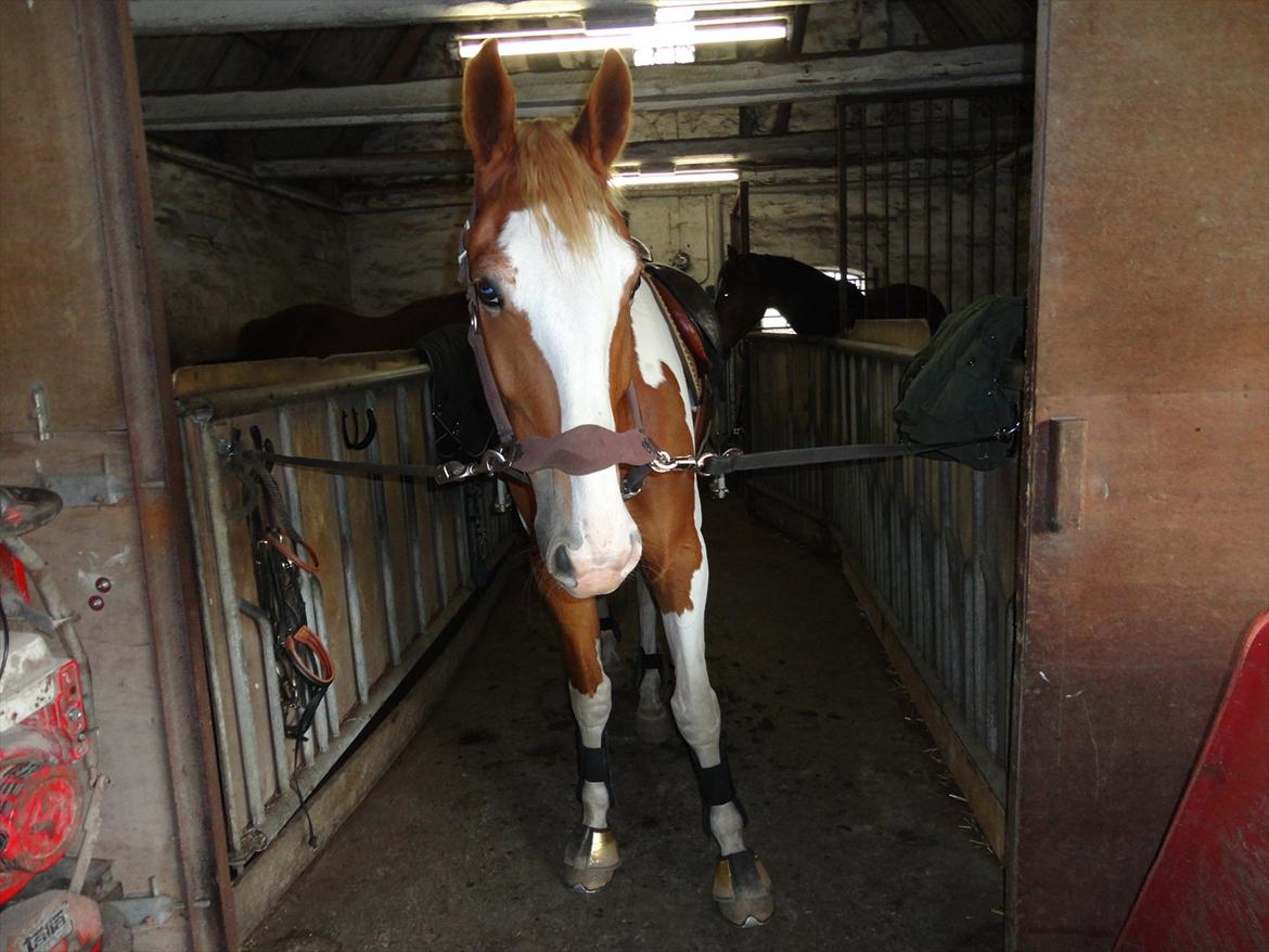 Pinto Solheimgaards Margó - Venter på jeg skal ud og ride.  billede 4