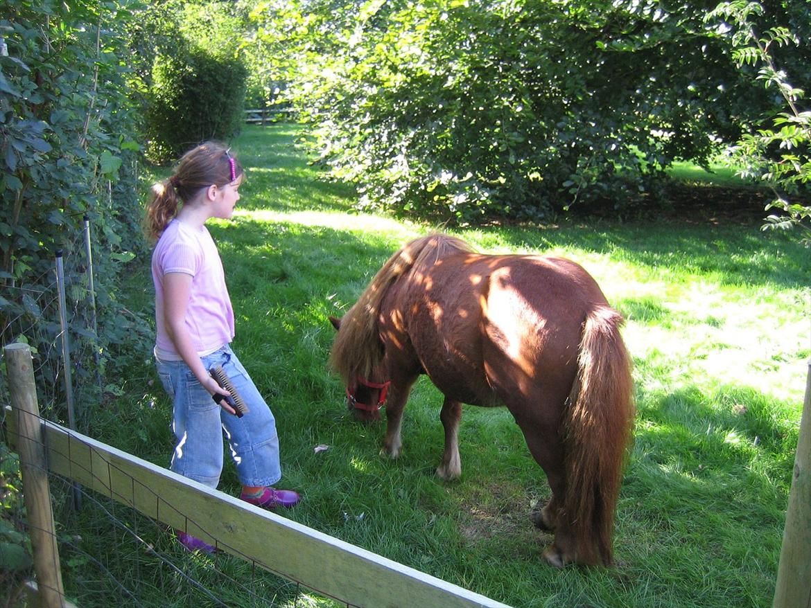 Shetlænder Lukas billede 12