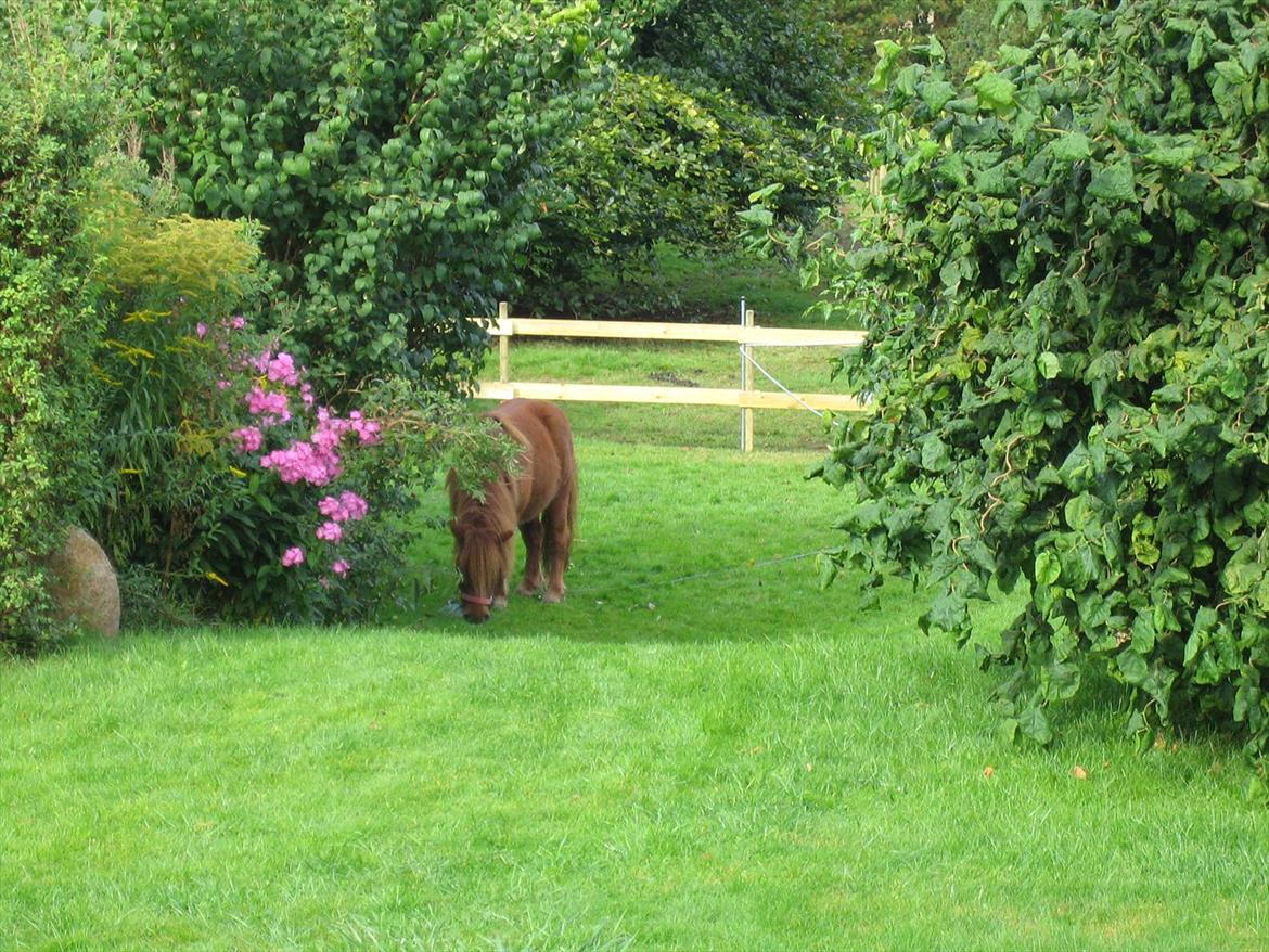 Shetlænder Lukas billede 13