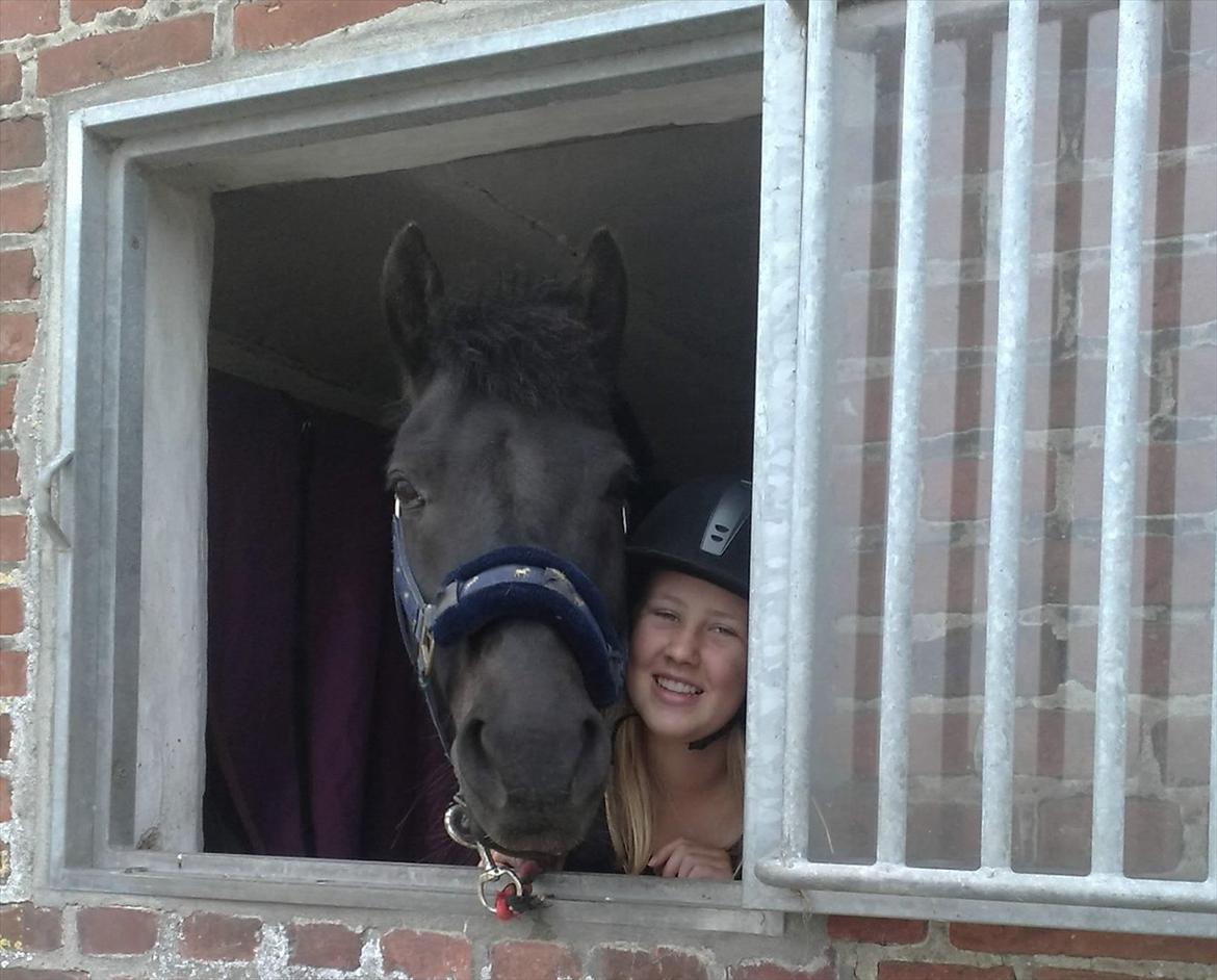 Knabstrupper Playboy<3 billede 13