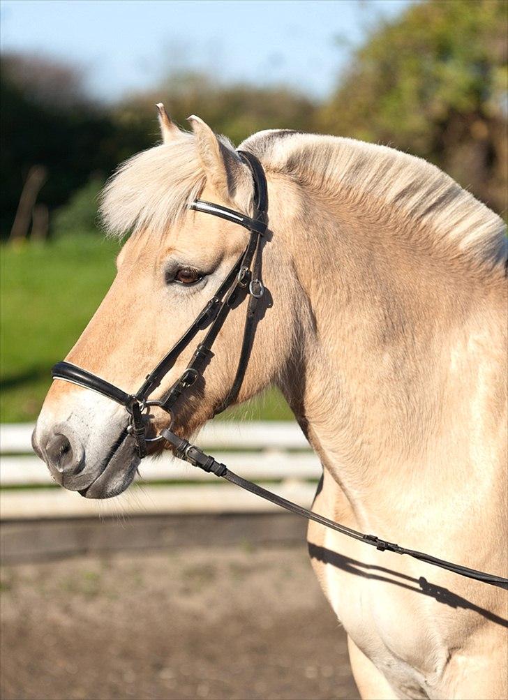 Fjordhest Pepsi Pony - lPeps <3l - 8) Kan slet ikk sætte ord på hvor meget jeg elsker dig !! <3Foto: Tine Bjørnø :) billede 8