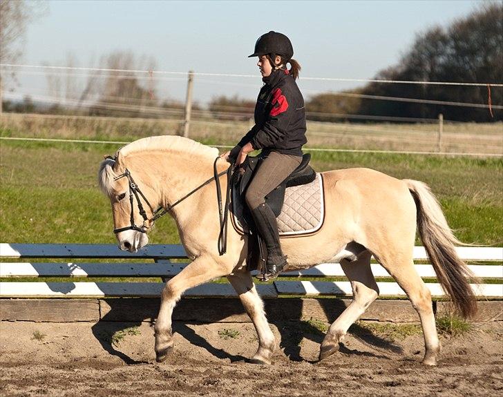 Fjordhest Pepsi Pony - lPeps <3l - 14) Fordi vi to er perfekte sammen <3 Foto: Tine Bjørnø :) billede 14