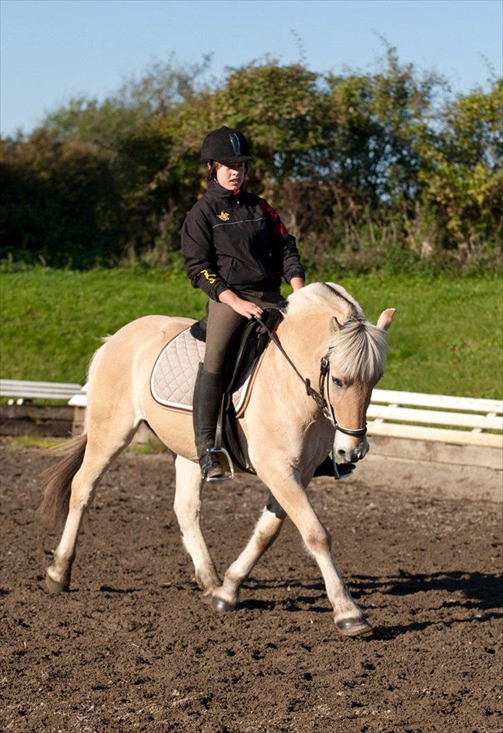 Fjordhest Pepsi Pony - lPeps <3l - 3) En vildhest, en charme, en selvtillid, en styrke.. til at gøre hvad du vil - og så vælger du at blive min bedste ven <3 Foto: Tine Bjørnø :) billede 3