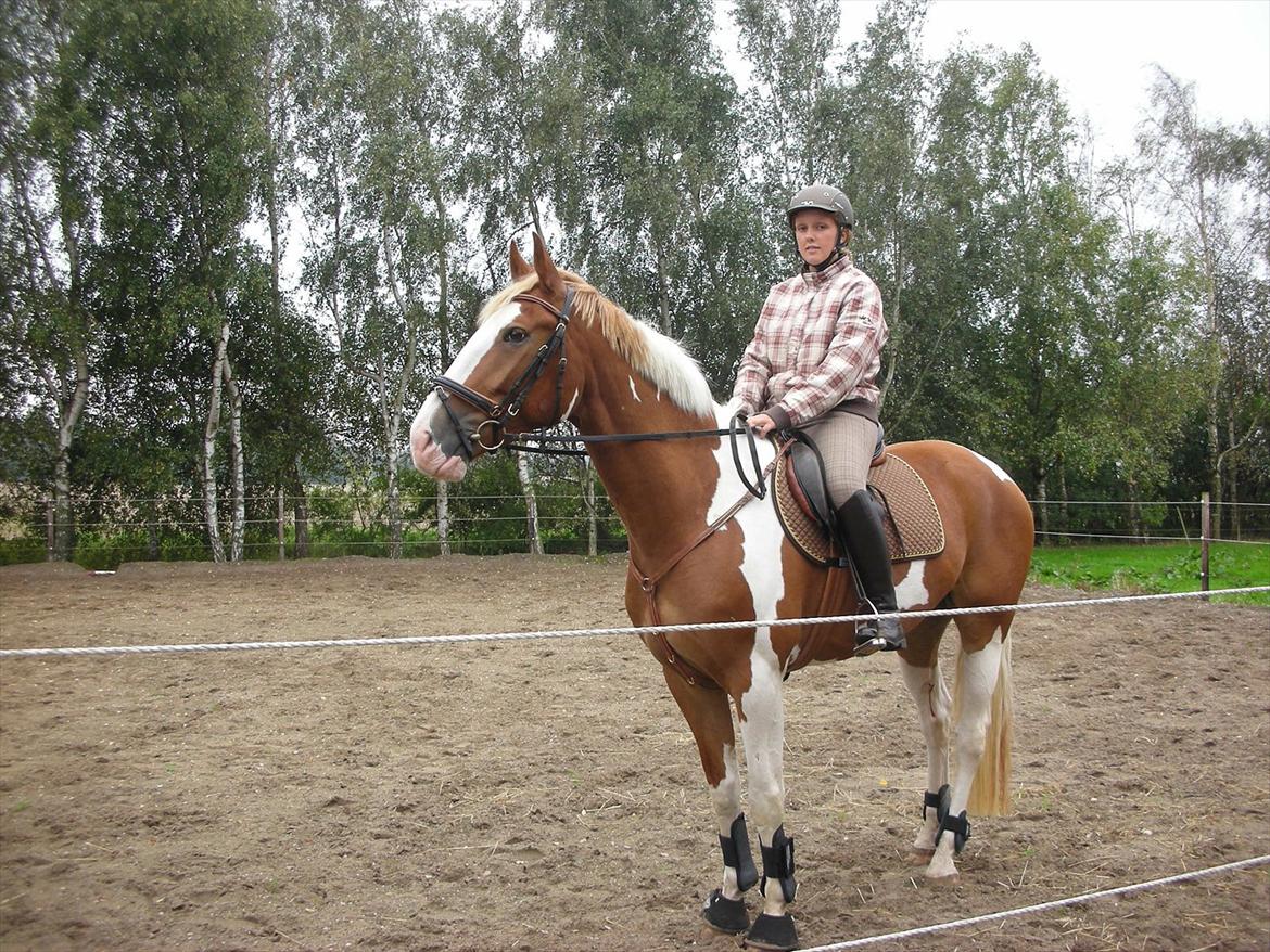 Pinto Solheimgaards Margó - <3 billede 5