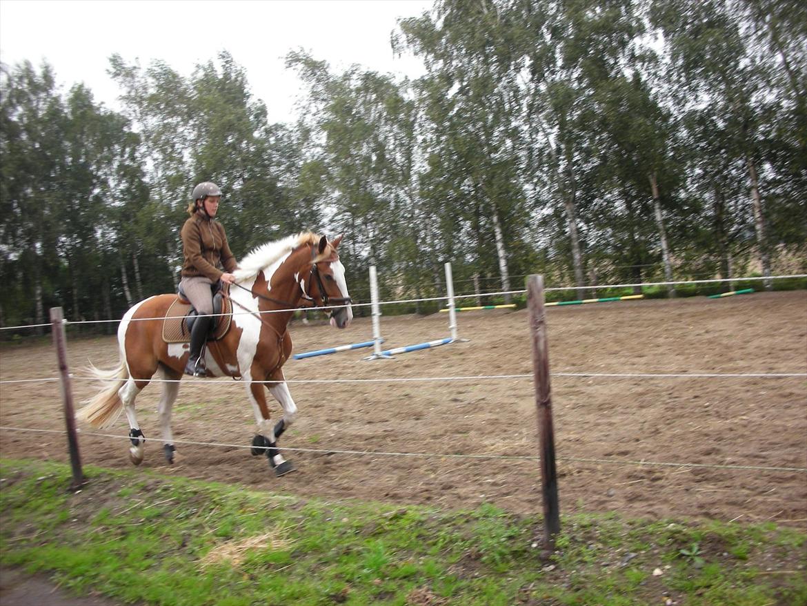 Pinto Solheimgaards Margó billede 6