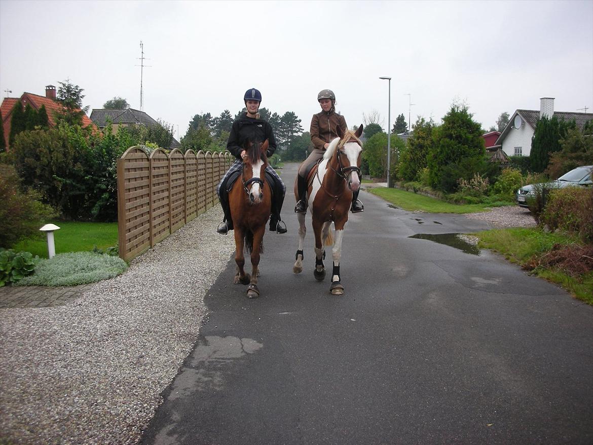 Pinto Solheimgaards Margó - På tur med min fold-kammerat :-) billede 7