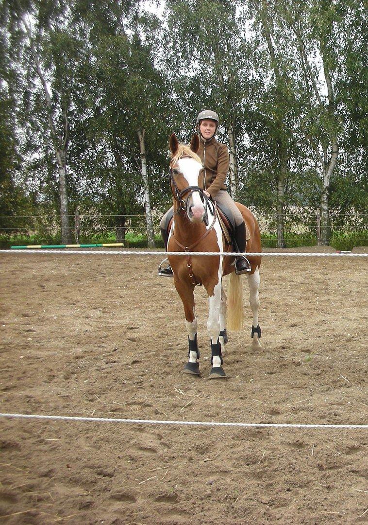 Pinto Solheimgaards Margó billede 8