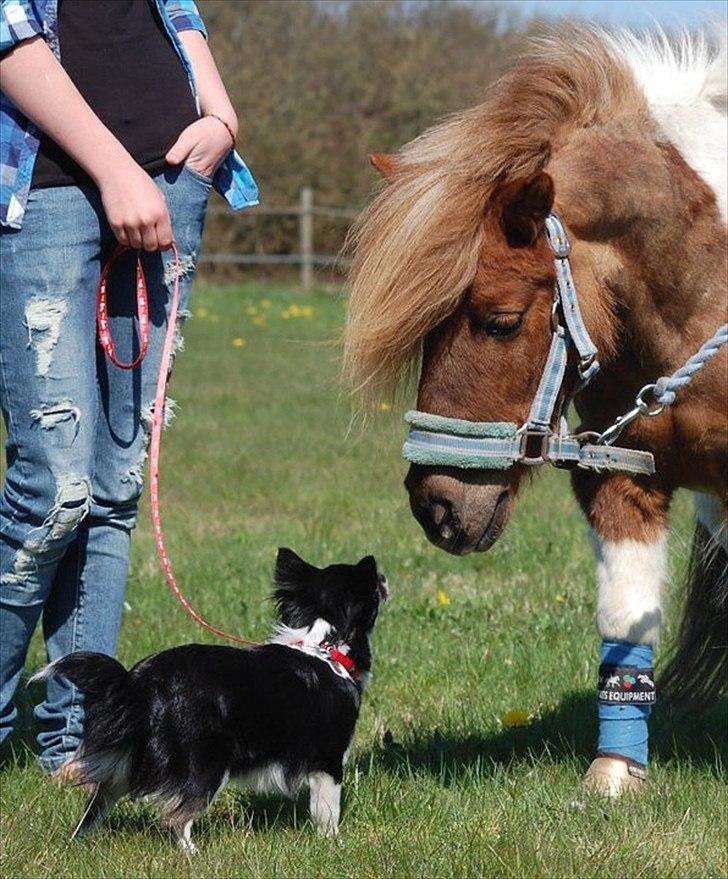 Shetlænder CNH's Felix - Lulu & Felix <3 billede 13