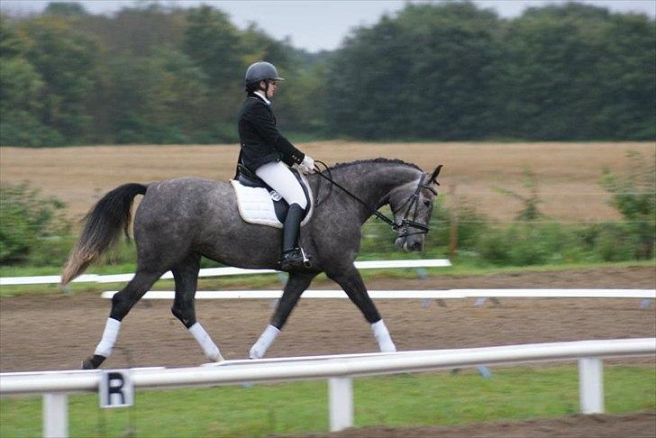 Dansk Varmblod Rosa Dream Girl billede 18