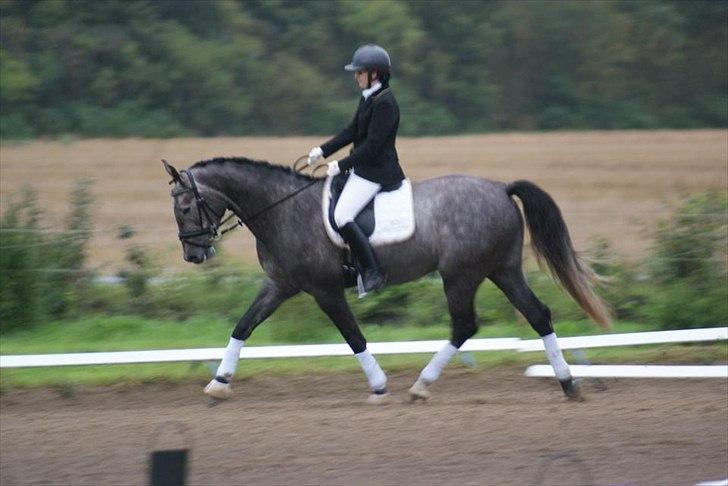 Dansk Varmblod Rosa Dream Girl billede 19