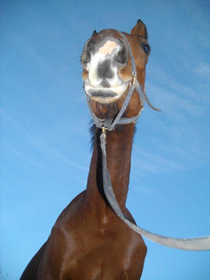 Dansk Varmblod Maqui *Tildl. part* billede 1