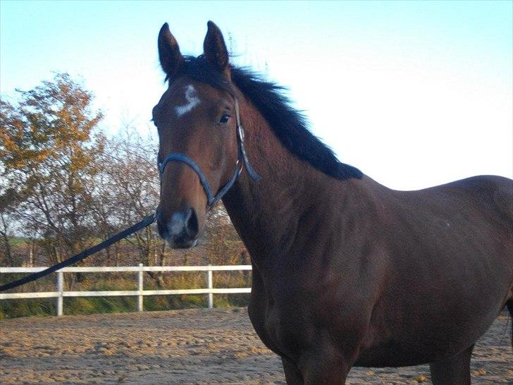 Dansk Varmblod Maqui *Tildl. part* billede 2