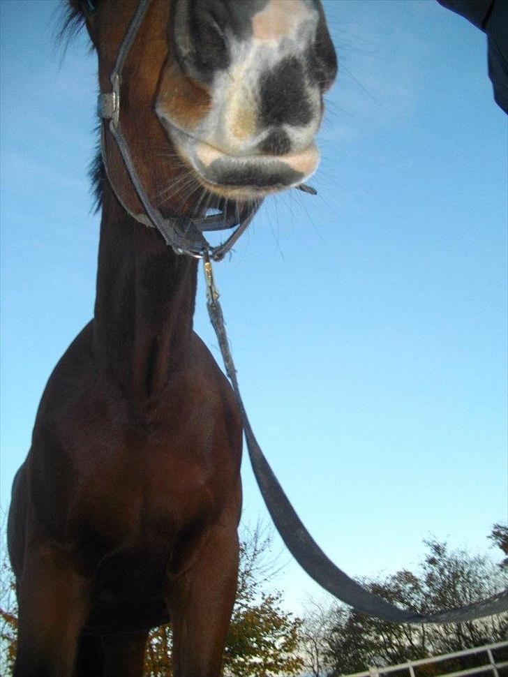 Dansk Varmblod Maqui *Tildl. part* billede 3