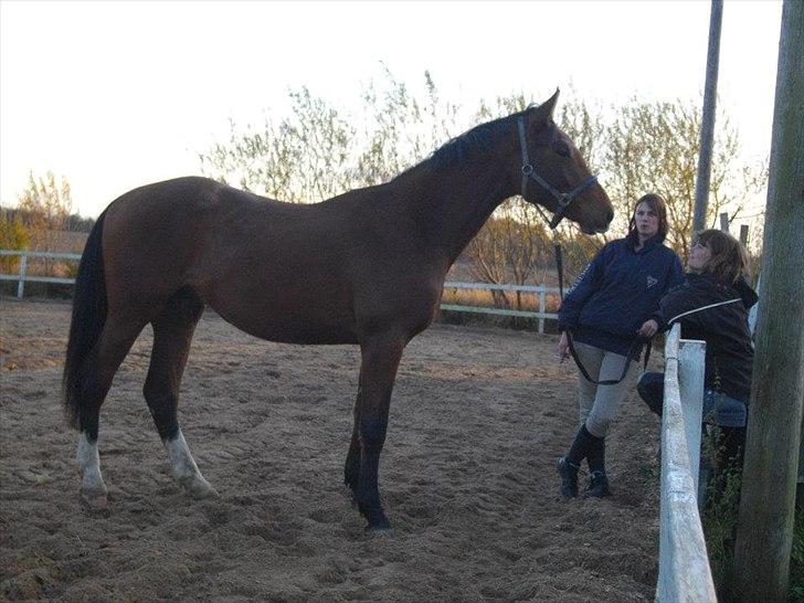 Dansk Varmblod Maqui *Tildl. part* billede 4