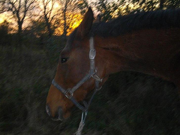 Dansk Varmblod Maqui *Tildl. part* billede 5