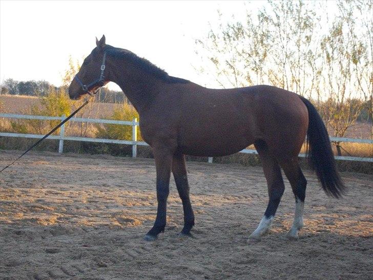 Dansk Varmblod Maqui *Tildl. part* billede 6