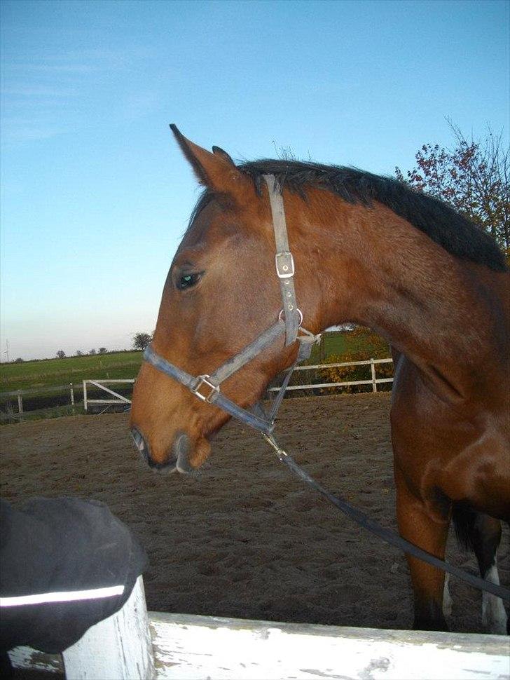 Dansk Varmblod Maqui *Tildl. part* billede 7