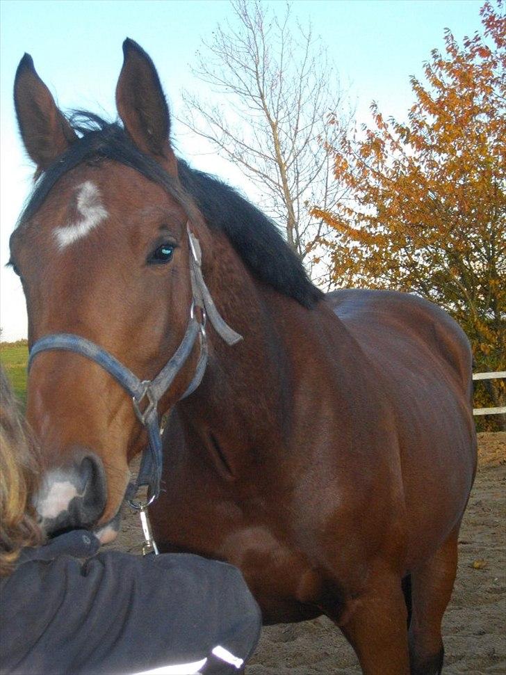 Dansk Varmblod Maqui *Tildl. part* billede 8