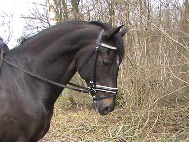 Dansk Varmblod Gørklintgårds Futurist R.I.P - Futte min dreng, du er savnet!<3 billede 19