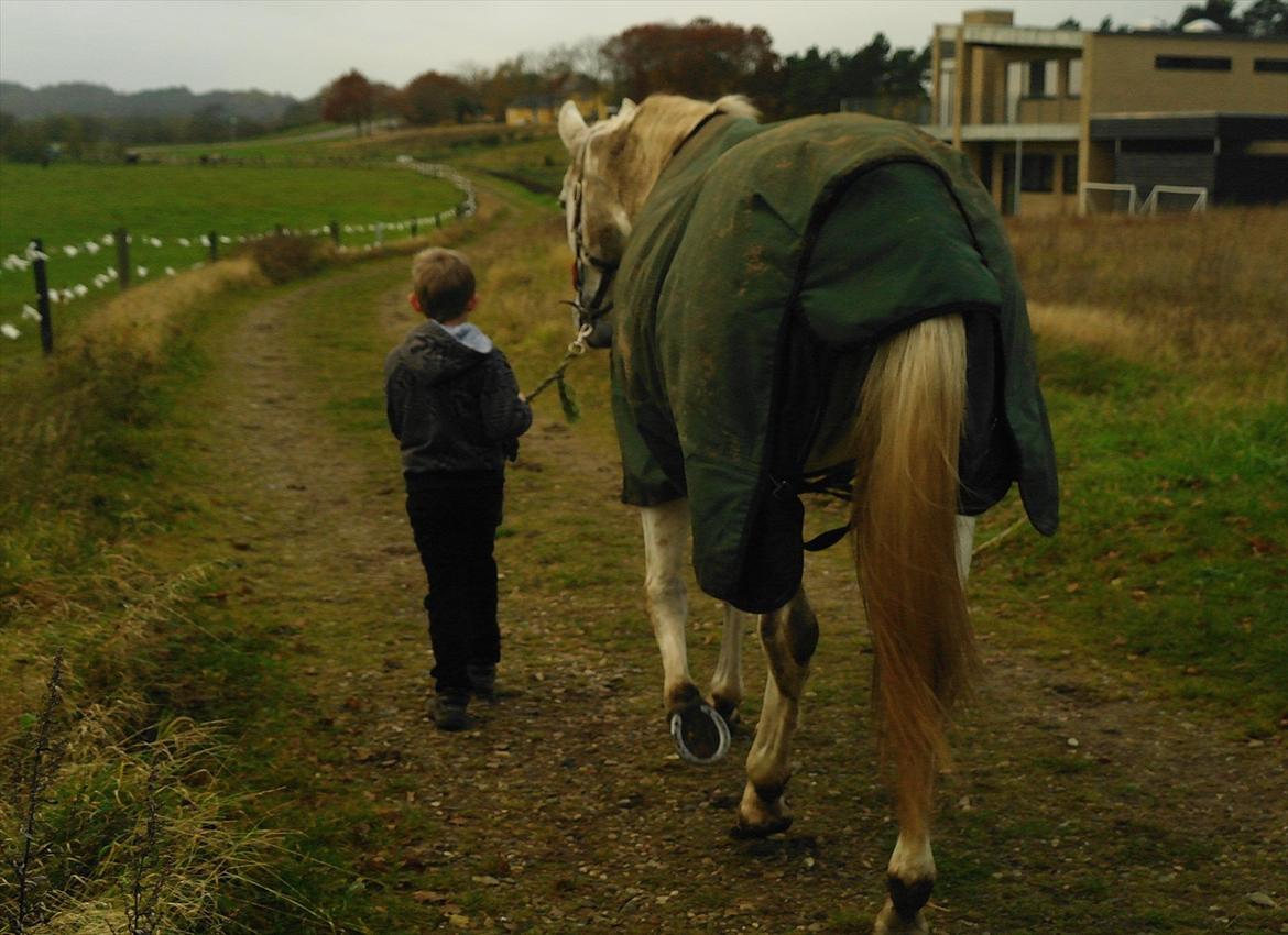 Zangersheide Cher Alfarvad Z - Hjem til stalden. billede 16