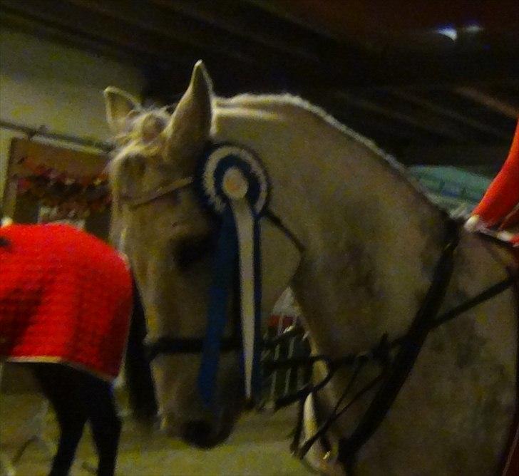 Tysk Sportspony AMERICAN JACKPOT (AMIGO) - Jackpot & Mig - Fredericia 2011.
~ 2. plads i MB** d. 30 October 2011.
Du er perfekt *-:
Foto: Anée Keller. billede 2