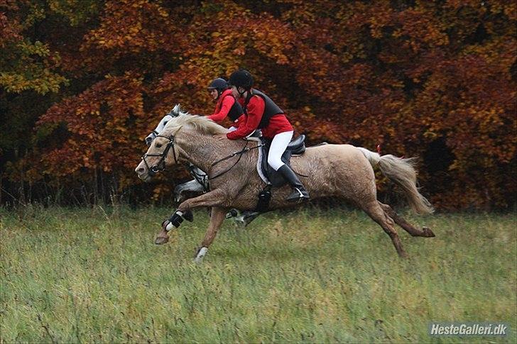 Palomino Cibelle  - jagt efterår 2011 :-* du er min lille baby!
taget af Katrine Lilholt Thomasen billede 1