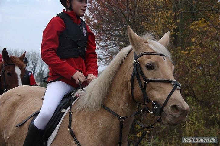 Palomino Cibelle  - ♥♥
taget af Katrine Lilholt Thomasen billede 2