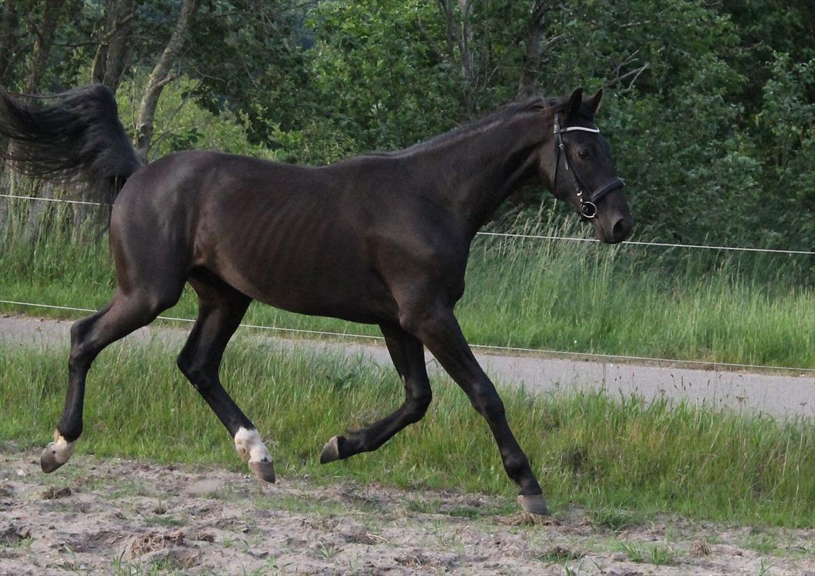 Dansk Varmblod  Black Diamond R.I.P. desværre er han lige blevet  billede 17